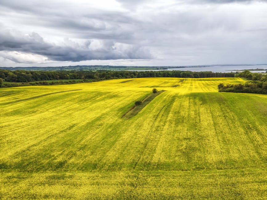 Aerial view of expansive green and yellow fields with neatly cultivated grass and crop patterns, bordered by a line of trees and shrubs in the distance. The landscape features a narrow, winding dirt path in the middle, with some patches of darker soil visible among the brighter foliage. Overhead, dark and grey clouds gather, casting a moody atmosphere across the countryside. The scene is natural and open, with no buildings, vehicles, or human figures visible. This rural environment may be used as a backdrop for house removals or furniture transport, illustrating the exterior context of a home relocation process or the journey of moving goods through scenic landscapes, aligning with services offered by companies such as Man with Van Denmark Hill.